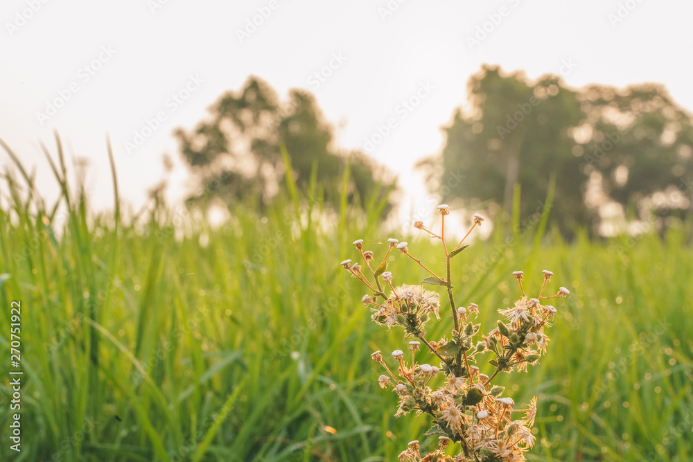 Fototapeta premium Fresh and Relax Green Spring Grass Background Under the Morning Sun Light.