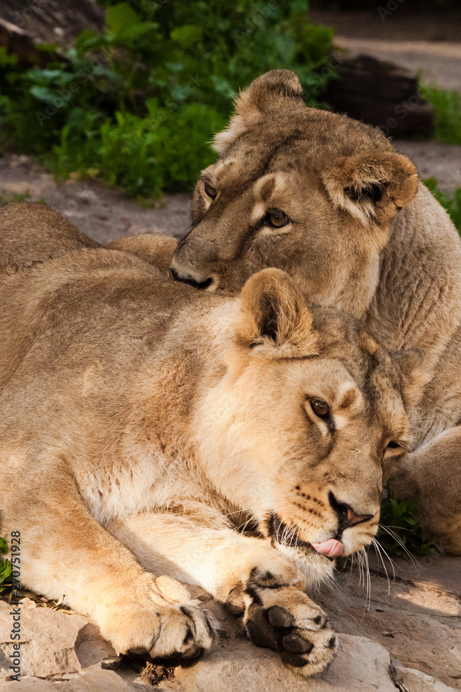 Rest friendly lionesses.Two lioness girlfriends are big cats on a background of greenery. Rest friendly lionesses.Two lioness girlfriends are big cats on a background of greenery.