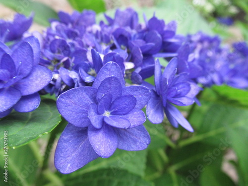 Mountain Hydrangea