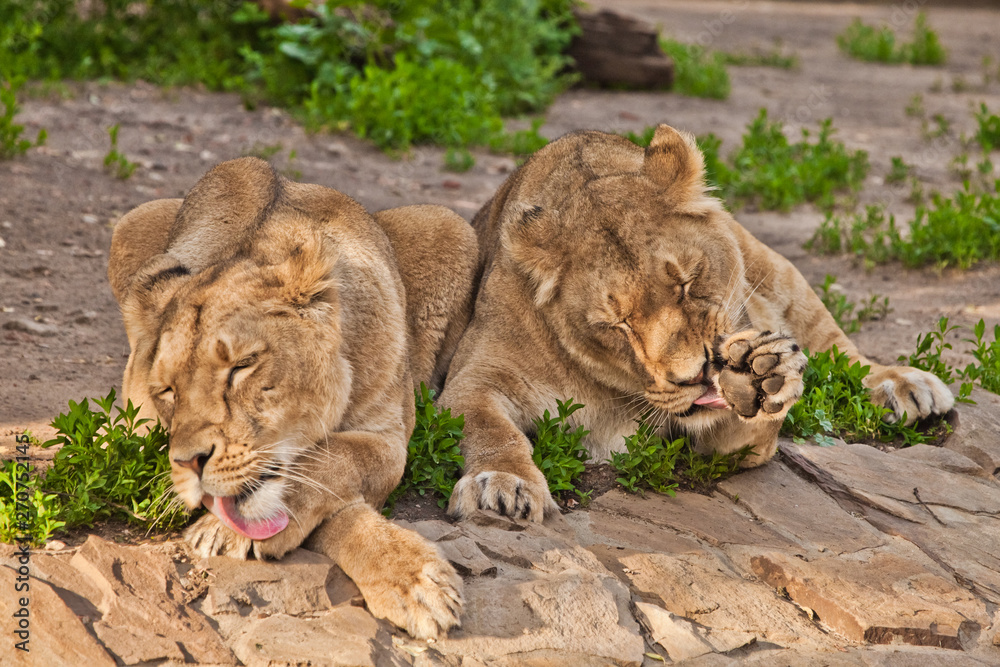 Obraz premium neat lionesses lick six, wash in red tongues. Two lioness girlfriends are big cats on a background of greenery.