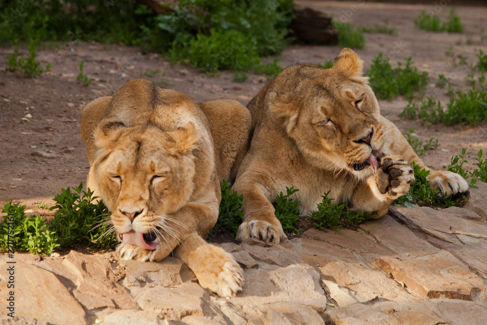 neat lionesses lick six, wash in red tongues. Two lioness girlfriends are big cats on a background of greenery. neat lionesses lick six, wash in red tongues. Two lioness girlfriends are big cats on a background of greenery.