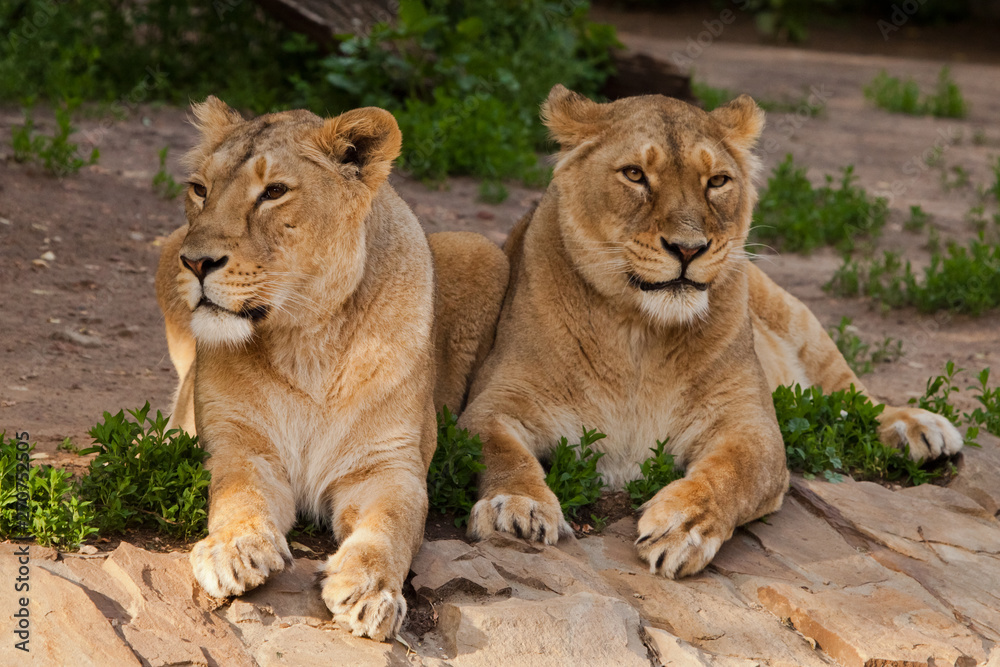 Two slender identical lionesses of the female lie on rest and look merrily. Two lioness girlfriends are big cats on a background of greenery. Two slender identical lionesses of the female lie on rest and look merrily. Two lioness girlfriends are big cats on a background of greenery.