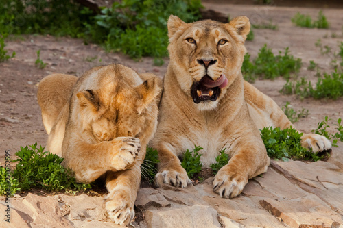 One lioness washes  the other eagerly looks at the opening of the mouth. Two lioness girlfriends are big cats on a background of greenery.
