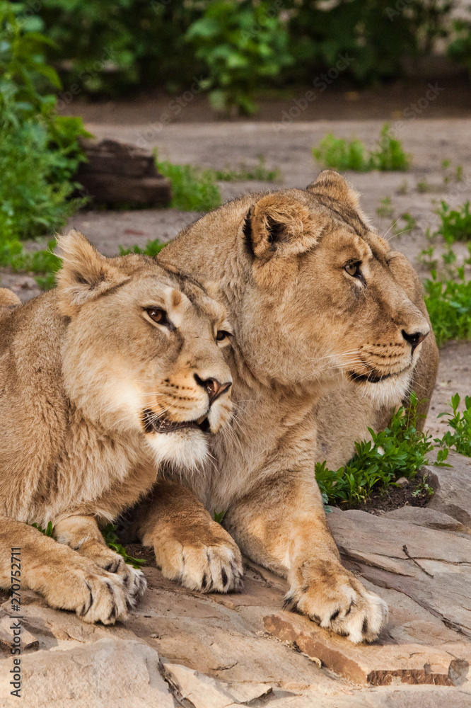 Two lioness girlfriends are big cats on a background of greenery. Two lioness girlfriends are big cats on a background of greenery.