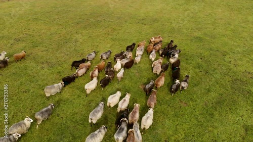 Flock of sheep moving in a group over green grass. Stopping. White, black, gray and brown sheep. photo