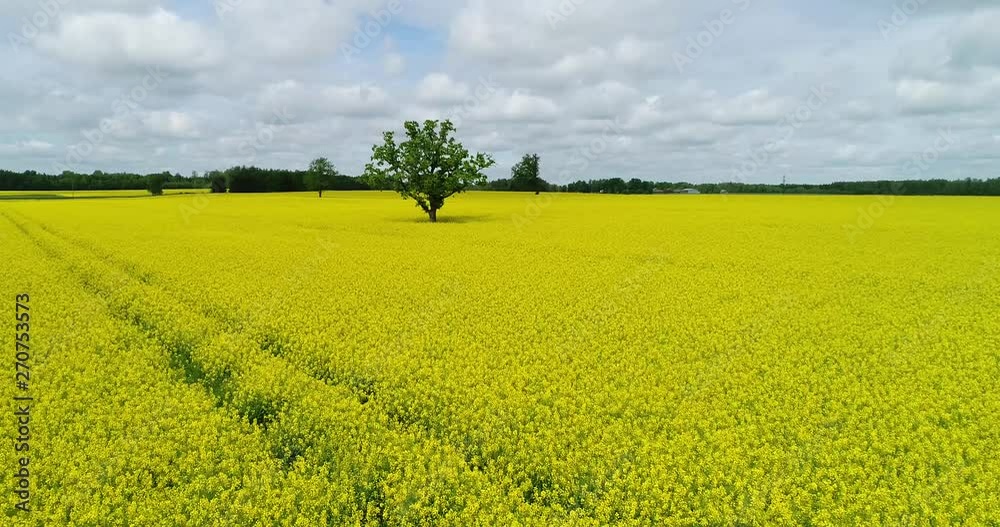 Oilseed rape, rapeseed field with oak tree flyby Oilseed rape, rapeseed field with oak tree flyby