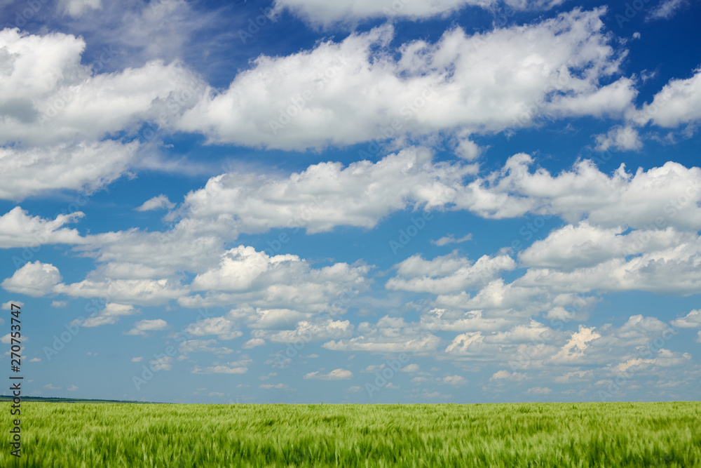 Green wheaten sprouts in the field and cloudy sky. Bright spring landscape.