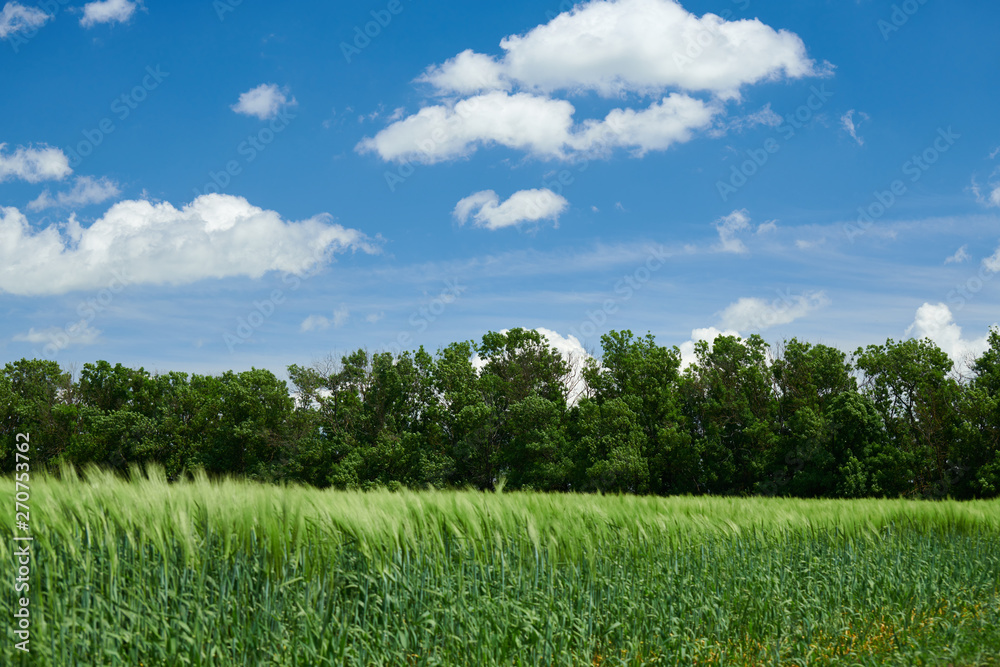 Green wheaten sprouts in the field and cloudy sky. Bright spring landscape. Green wheaten sprouts in the field and cloudy sky. Bright spring landscape.