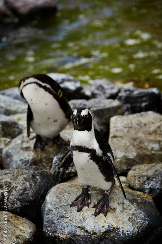 Naklejka premium Penguins on the rock at zoo