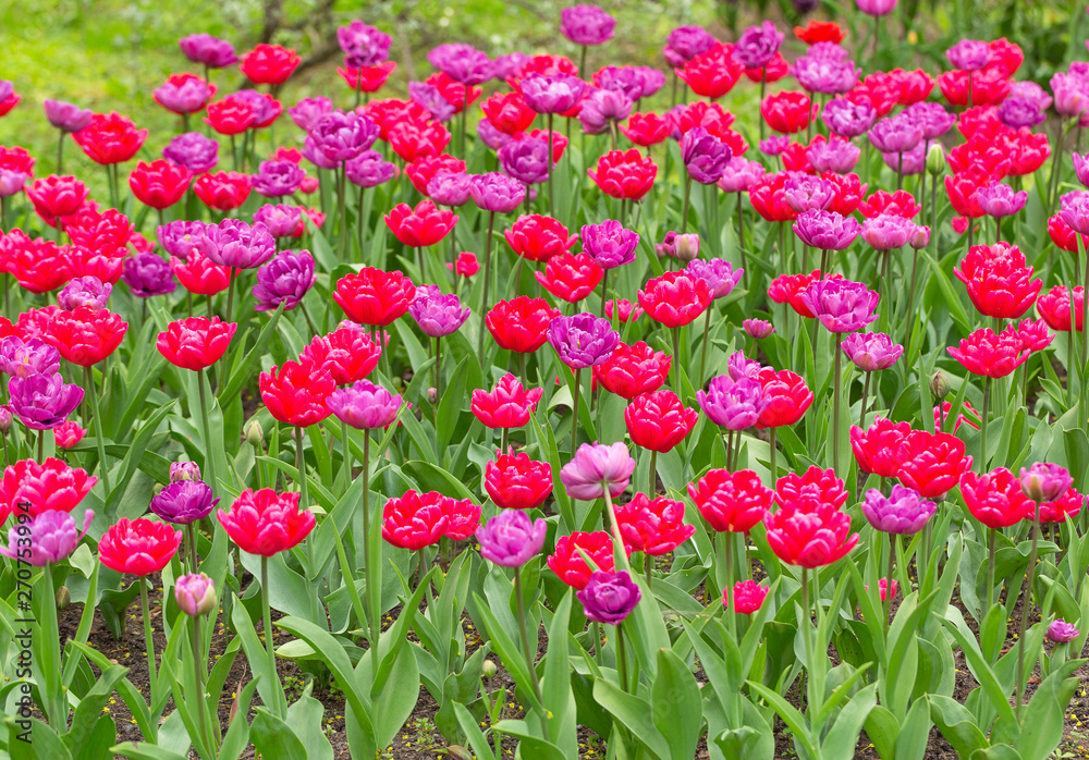 Tulip. Closeup view of fresh beautiful tulips on field, space for text. Blooming spring flowers. Selective focus