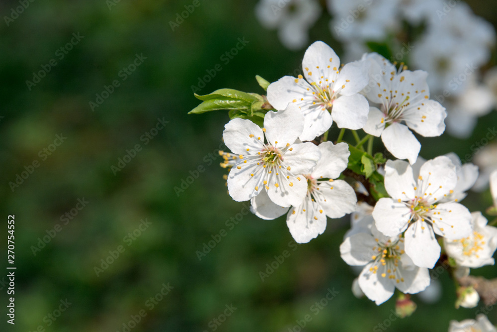 Beautiful white flowers of an apple tree in spring. Blossom on an apple tree.