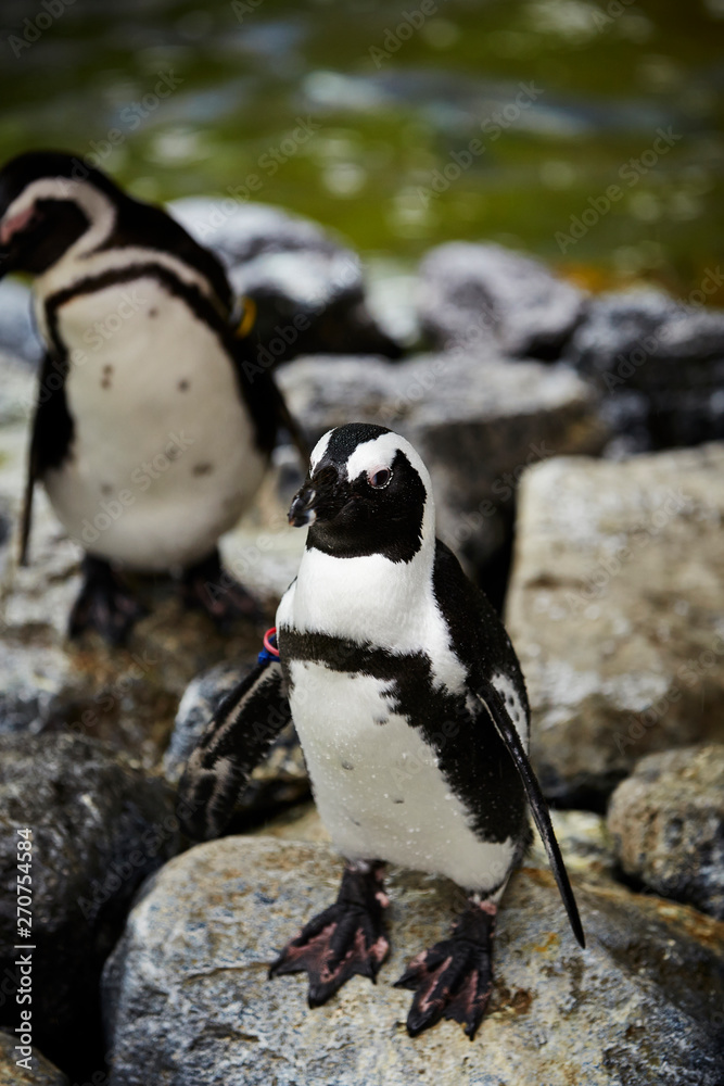 Fototapeta premium Penguins on the rock at zoo