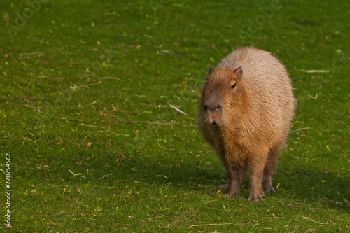 A capybara on an green lawn of green grass, a large Latin American rodent from the Amazon jungle is important for walking.