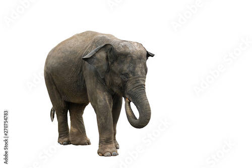 The isolate image of the Thai small elephant standing and are using a trunk to catch bananas in the mouth.