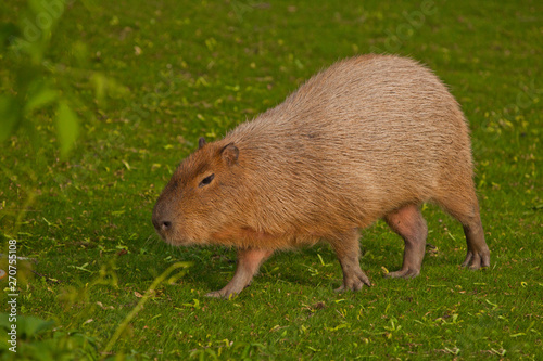 A capybara on an green lawn of green grass, a large Latin American rodent from the Amazon jungle is important for walking.