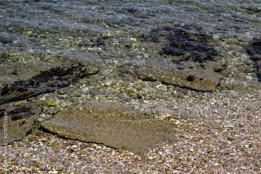 Obraz premium algae on beach