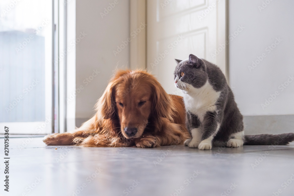 British shorthair and golden retriever, indoor shot