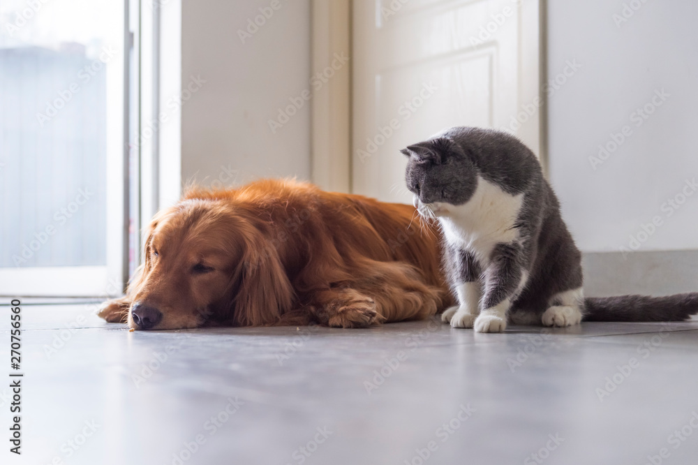 British shorthair and golden retriever, indoor shot