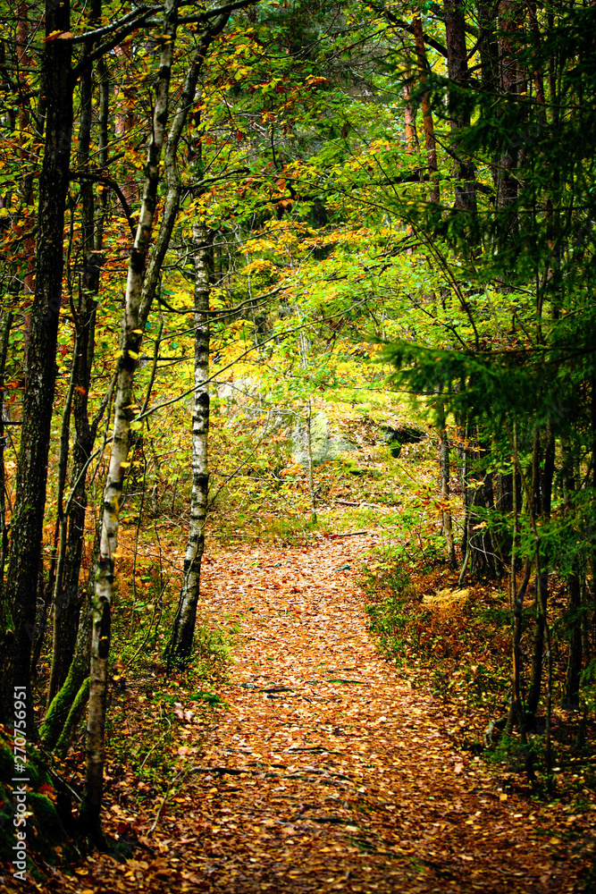 Narrow path in the woods in a autumn landscape