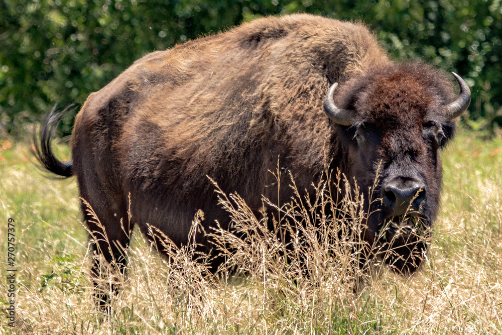 buffalo bison