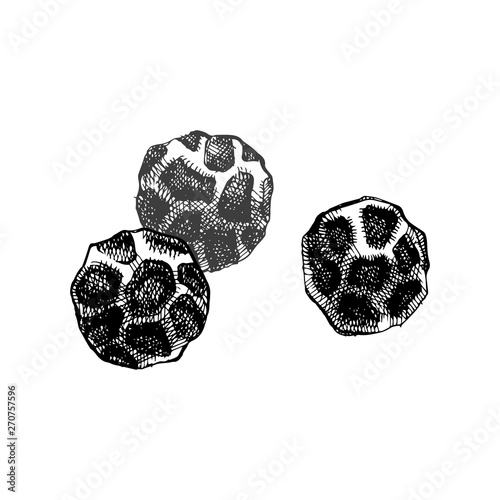 Black pepper sketch