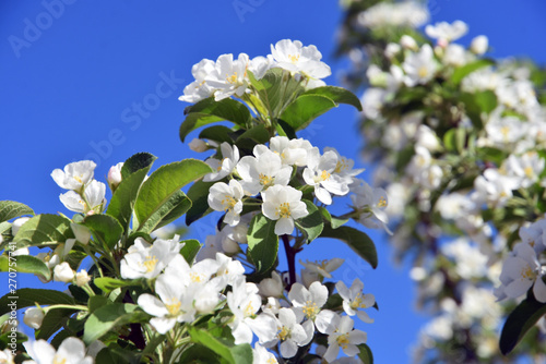 Blooming cherry tree, blue sky background.	