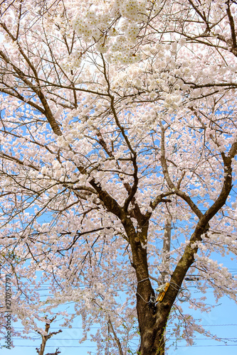  Beautiful Cherry Blossoms On Sunny Day