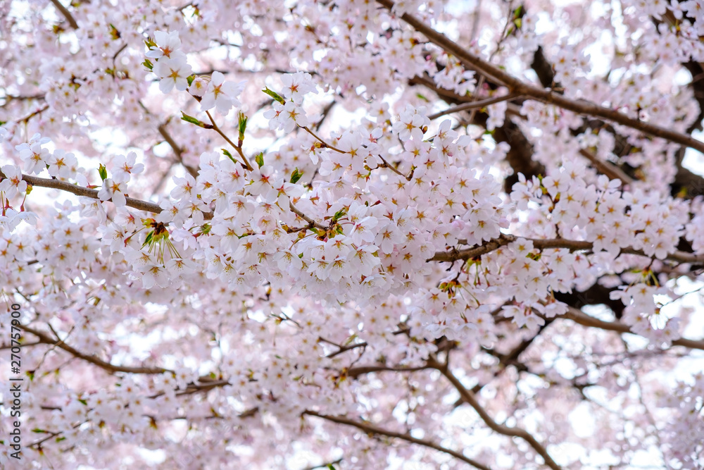 Cherry Blossom with Soft focus, Sakura season in  japan ,Background
