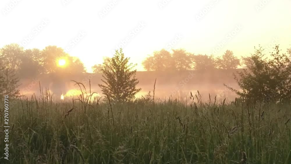 Green meadow and foggy lake and trees in the morning Green meadow and foggy lake and trees in the morning