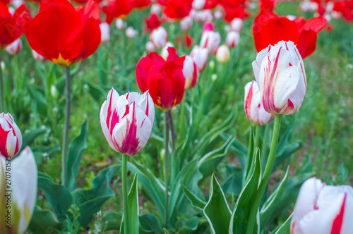 Red and white colour tulips with interesting patterns at Tulip Garden in Srinagar, Kashmir #270761573