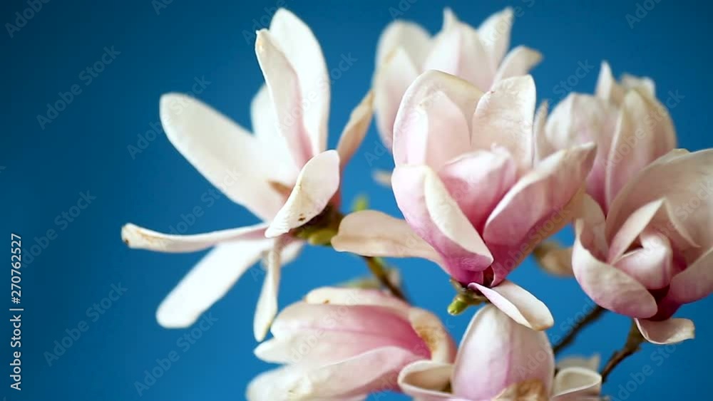 spring beautiful blooming magnolia on a blue spring beautiful blooming magnolia on a blue