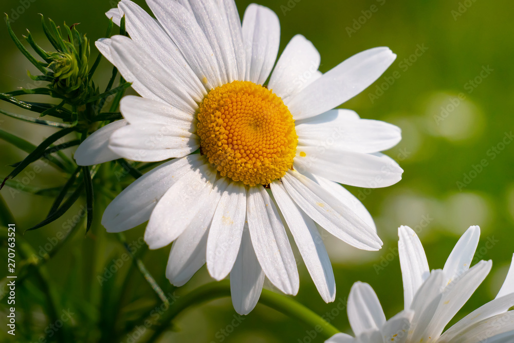 Obraz premium Daisy flower in a field on nature on a sunny day