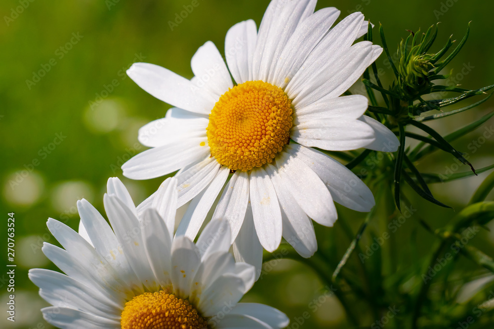 Fototapeta premium Chamomiles in the summer field close-up