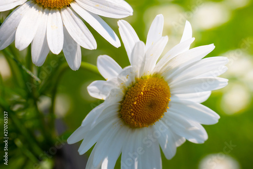 Daisy flower in a field on nature on a sunny day