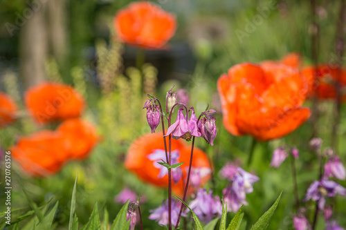 Colourful flowers in late spring, with a shallow depth of field