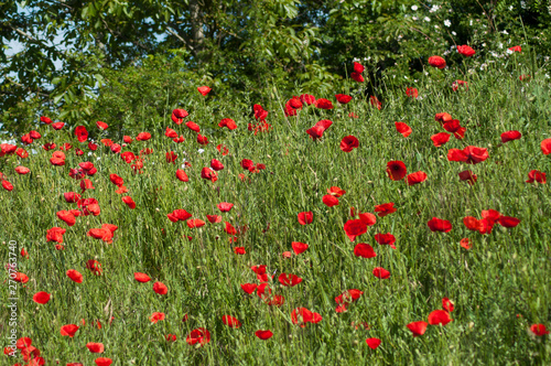 closeup of poppies in border road