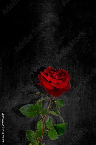 A single red rose against a black gloomy background. Postcard, background for mourning, funeral