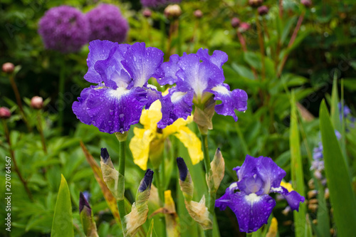 Blue and white irises growing in a garden in north east Italy. The flowers are wet from recent rain. A yellow iris and a purple allium can be seen in the background