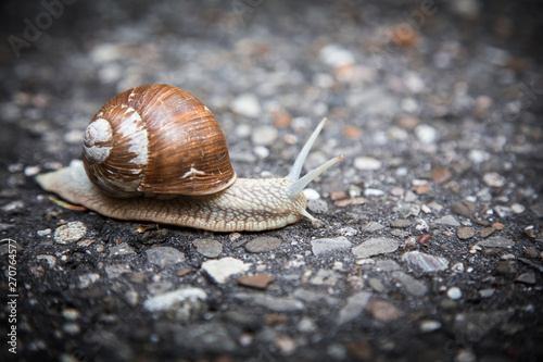 snail on stone