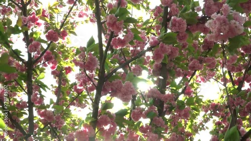 On a branch of cherry blossoms wind blows , falling petals. The background is blue sky and sun. Beautiful sunlight breaks through the leaves. The Sakura Flowers. super slow motion