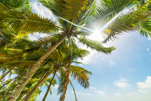 Sun shining over coconut palm trees in Guadeloupe