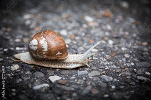 snail on a street