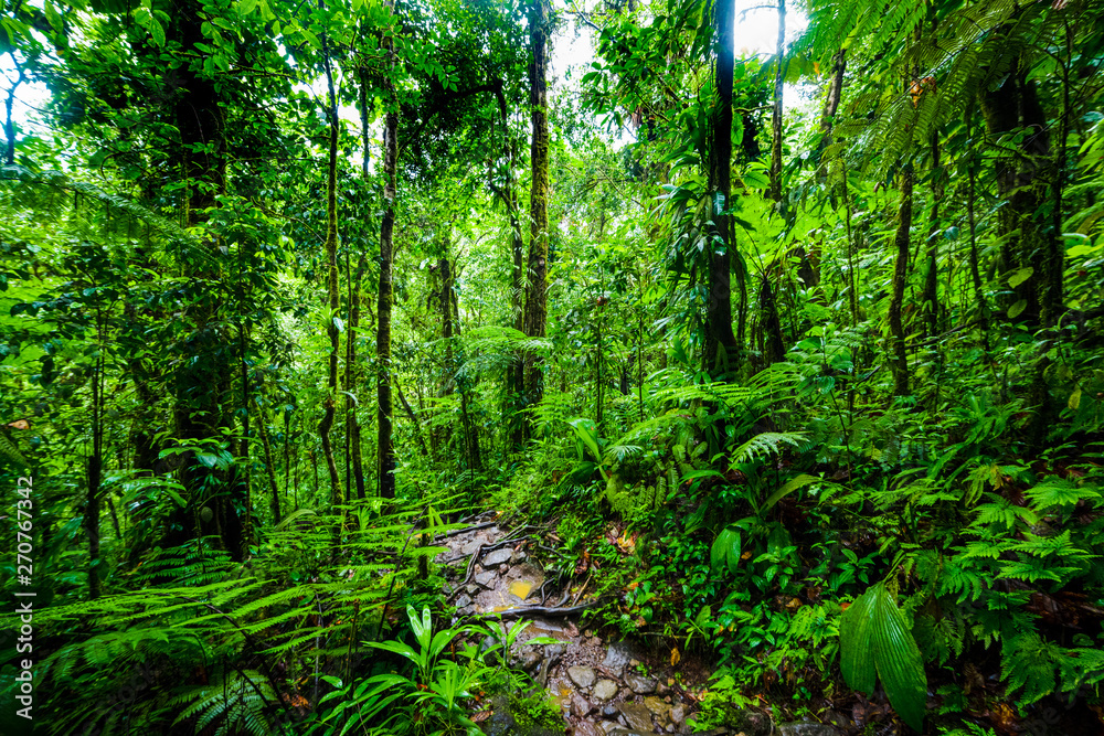 Path in Basse Terre tropical jungle Path in Basse Terre tropical jungle