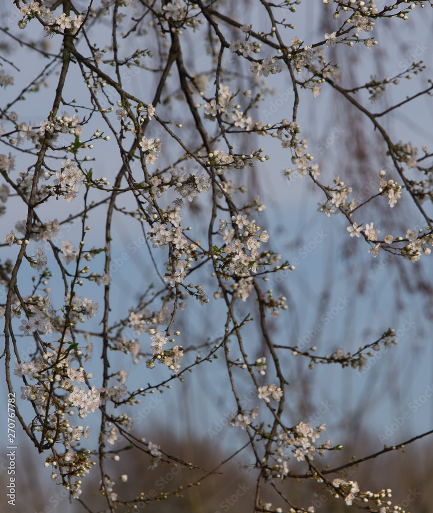 Spring. Blossoms. Tree.