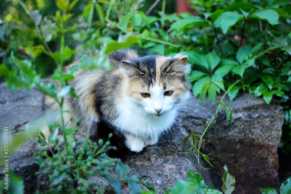 cat in garden