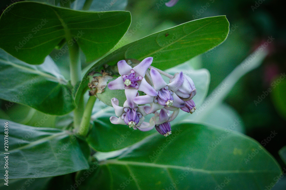 Calotropis gigantea (crown flower), Also known as Akanda flower in  Bangladesh. This is a Strong Harbal Medicine Plants Stock Photo | Adobe  Stock