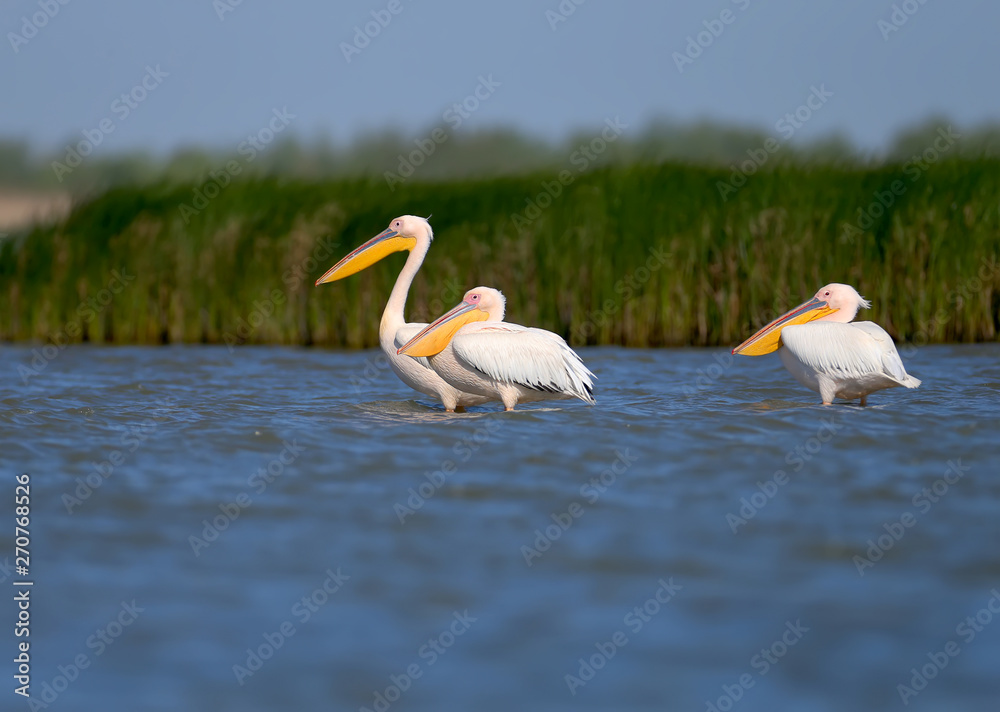 Groups of white pelicans are photographed standing in the water against the background of green aquatic plants. Close-up and detailed photos of these magnificent birds