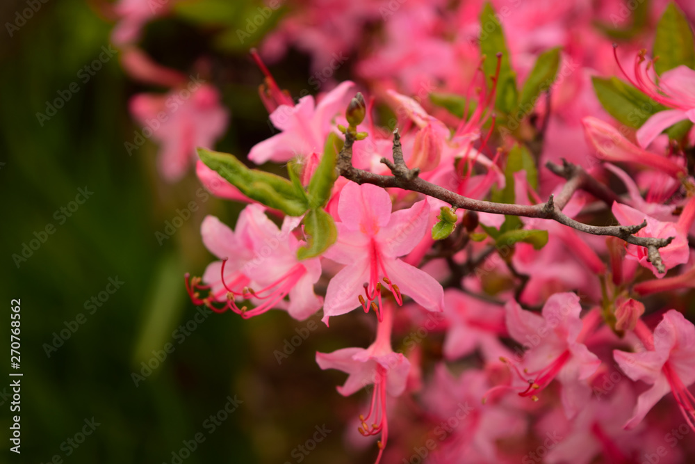 flower in garden pink  and green 
