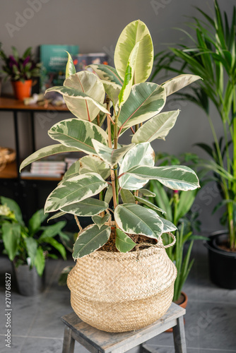 Large Ficus plants. Stylish green plant in Wicker pot on wooden vintage stand on background of floral shop. Modern room decor.