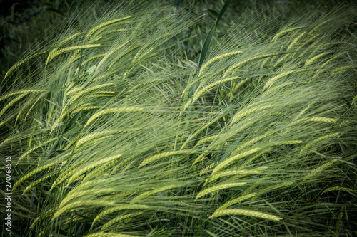 green grass in the wind